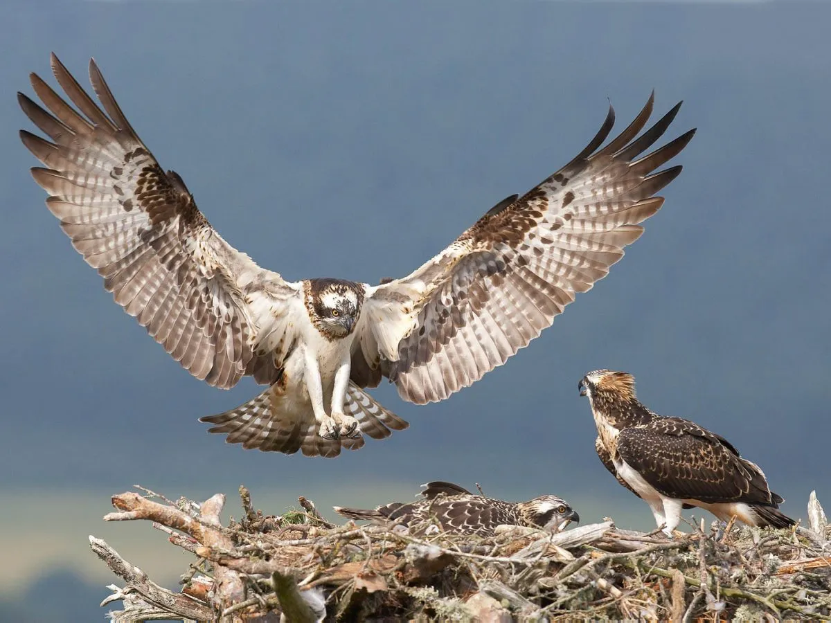 雄鹰在天空中翱翔 - 四虎视频 | 生命方舟